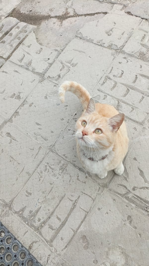 Orange cat spotted on Sevastopol street early morning