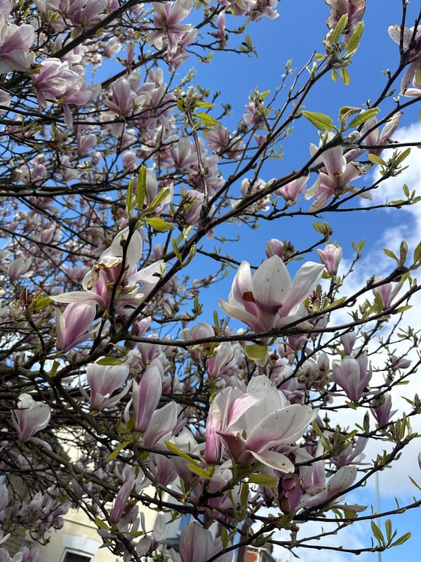 Spring magnolia blooms and fallen petals documented in Gorleston-on-Sea