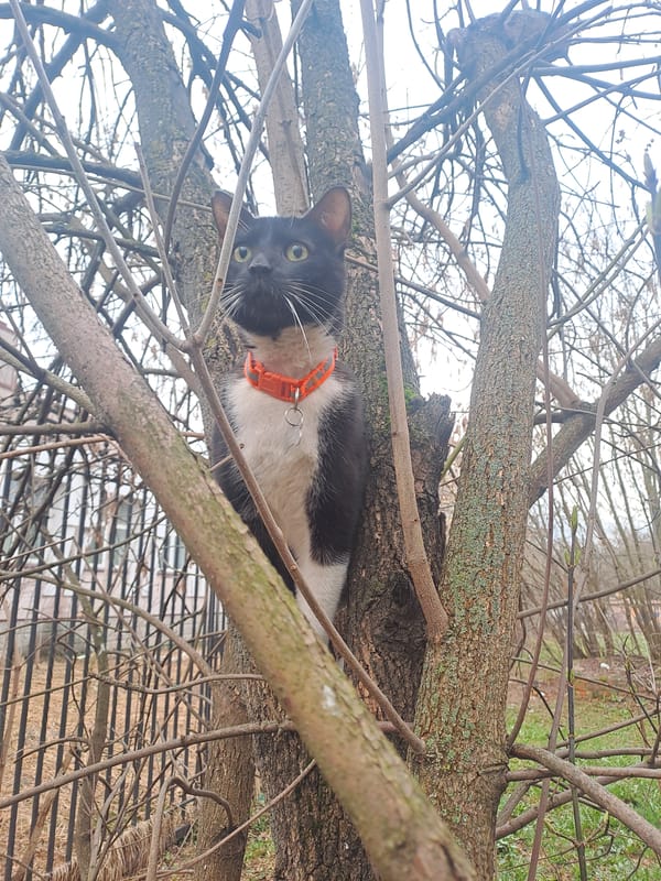Cat with orange collar spotted in tree in Yegoryevsk