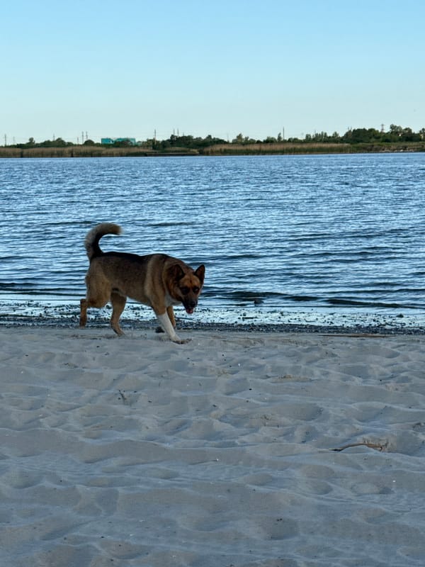 Dog spotted on Don River beach in Rostov-on-Don