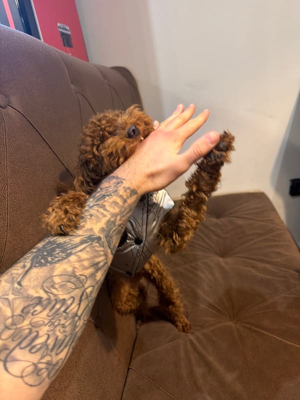 Person plays with tattooed poodle in Sofia apartment