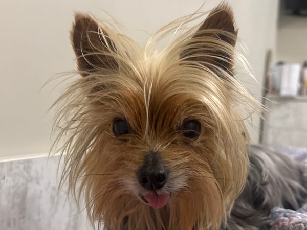 Yorkshire Terrier photographed in close-up in Burgas, Bulgaria