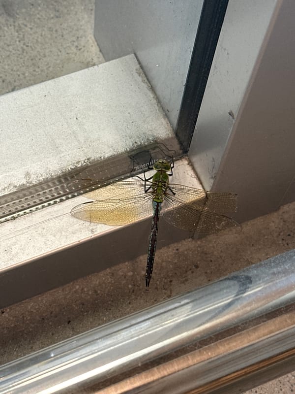 Green dragonfly perched on a concrete ledge in Siero