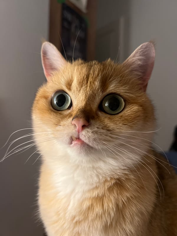 Wide-eyed ginger cat up close in Montenegro