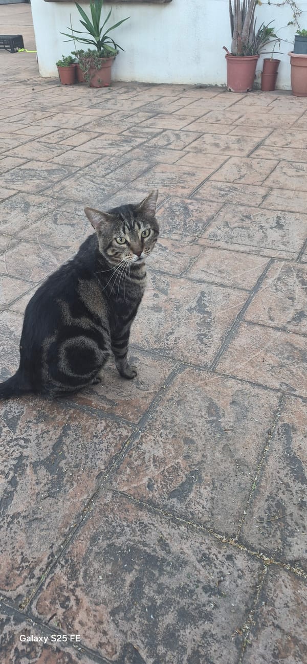 Three cats spotted around Almáchar's outdoor spaces