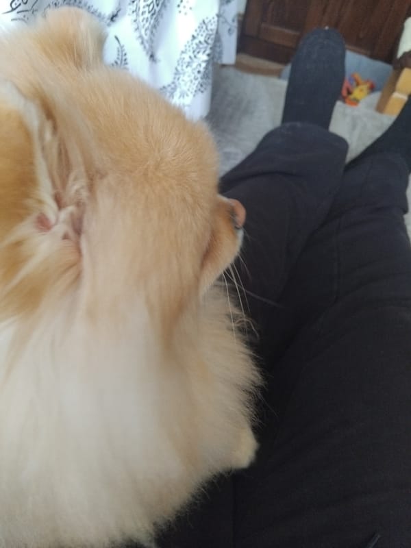 Pomeranian dog photographed resting on bed in Apriltsi, Bulgaria