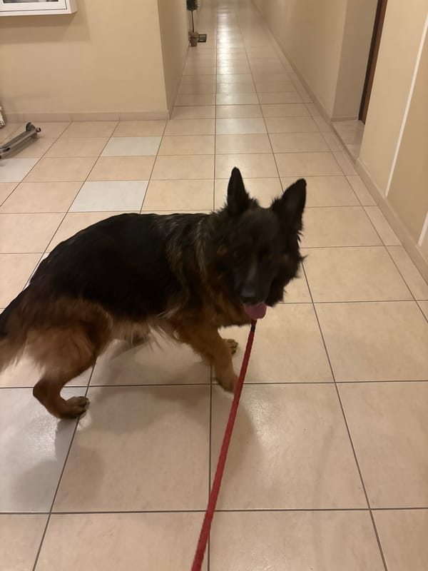 German Shepherd spotted in hallway in Varna, Bulgaria
