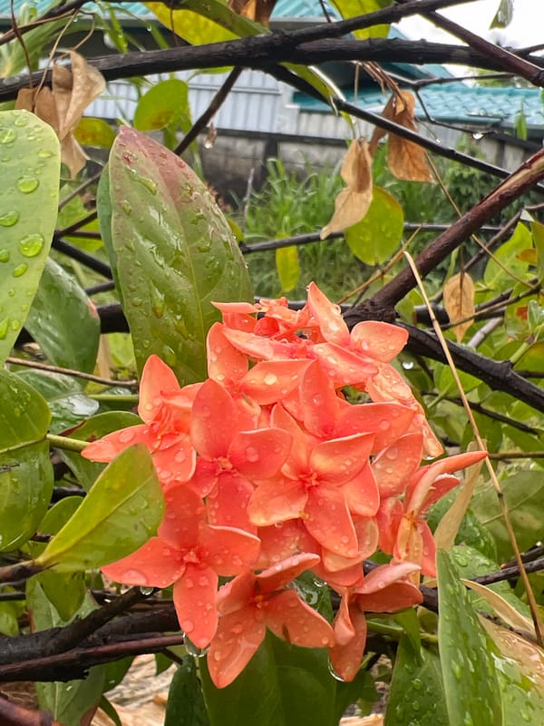 Rainy morning in Choeng Thale: garden, cats, boats, and streets