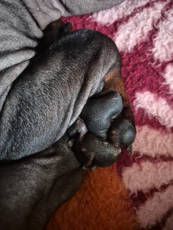 Shar Pei mother and newborn puppies documented in Stavropol