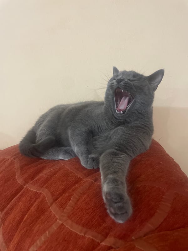 Grey cat caught yawning on red furniture in Varna