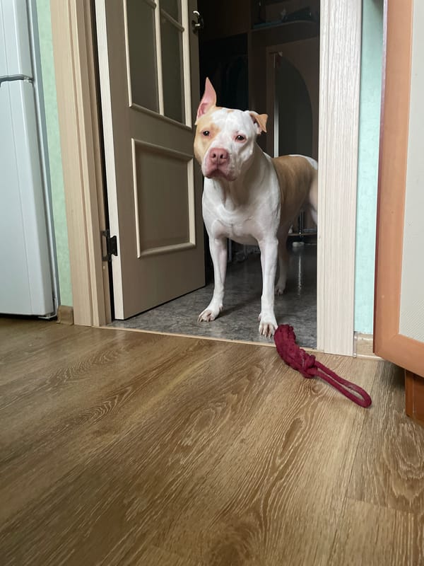Pit bull plays with rope toy in a doorway, multiple angles