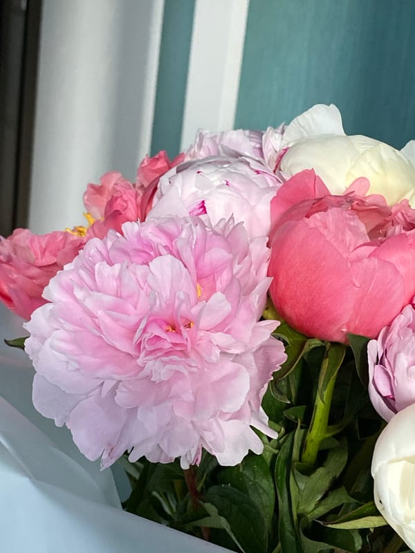 Mixed pink peony bouquet, up close in full bloom