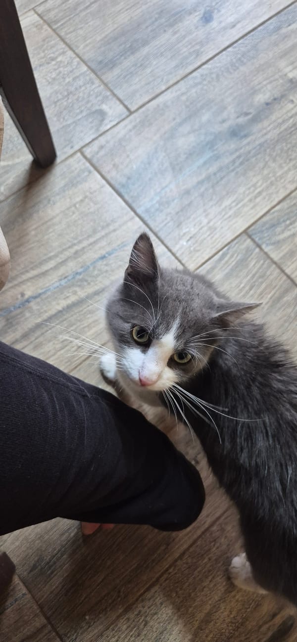 Cat photographed in Bulgarian home kitchen area