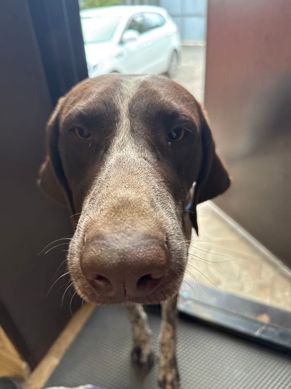 German Shorthaired Pointer photographed multiple times in Rostov-on-Don home