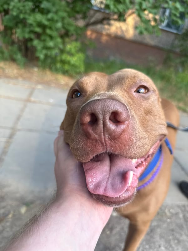Pit bull out for an evening walk through Zaporizhzhia parkland