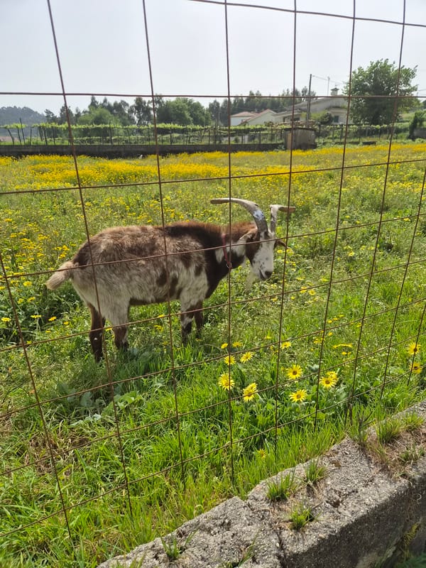 Goat grazes among wildflowers in Esposende, Portugal field