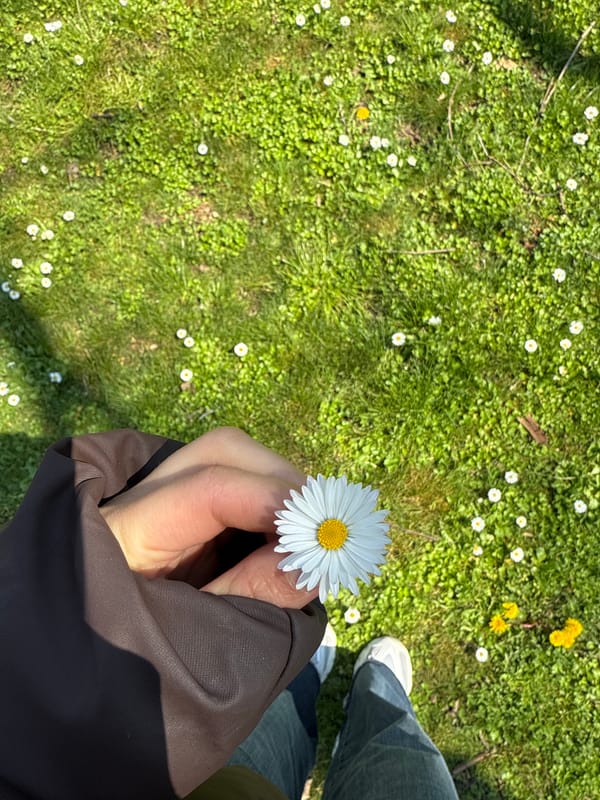 Spring daisies and coastal views captured in Burgas, Bulgaria
