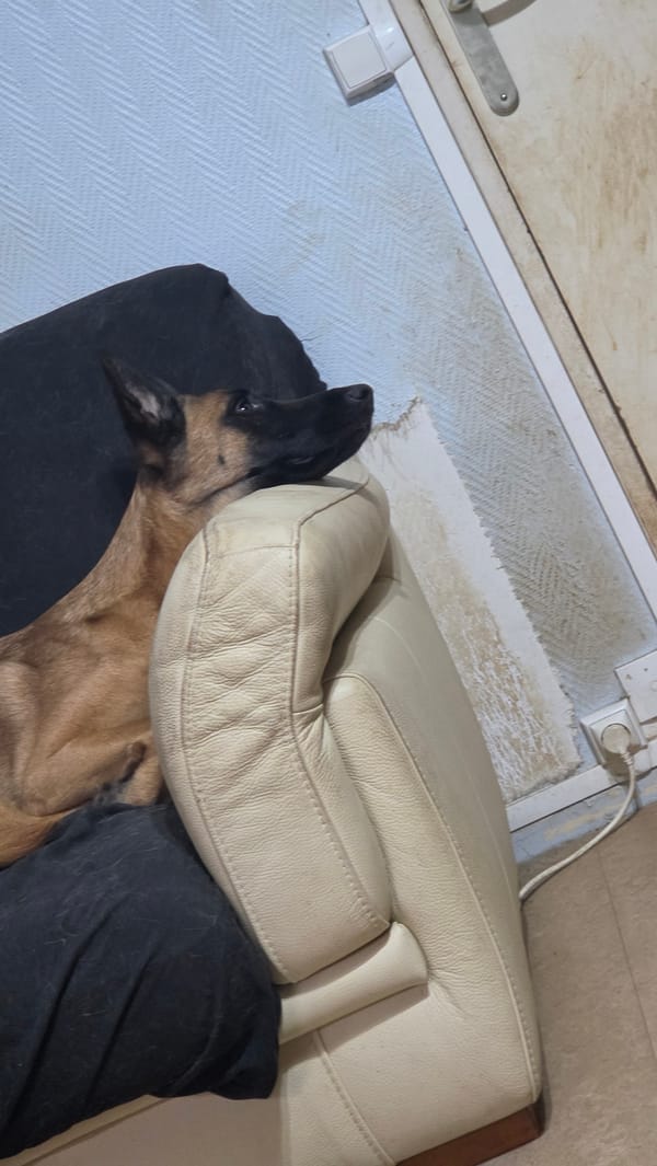 Dog rests on pillow beside leather sofa in French home