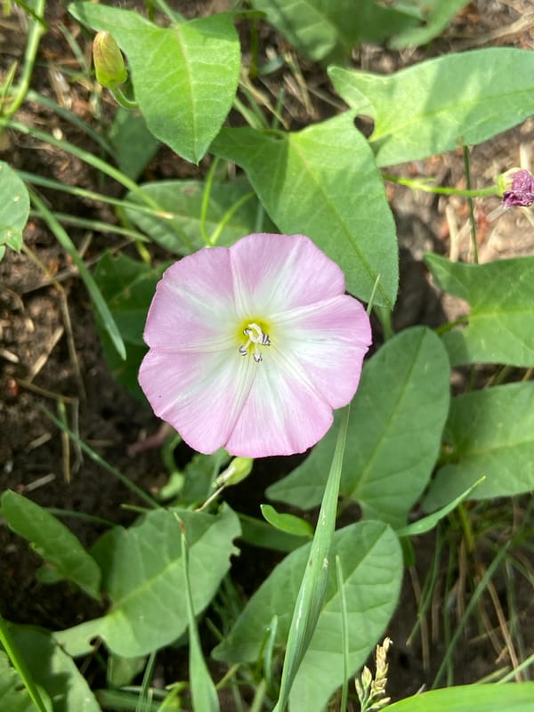 Botanical tour of Tujmazy with wildflowers and local landmarks