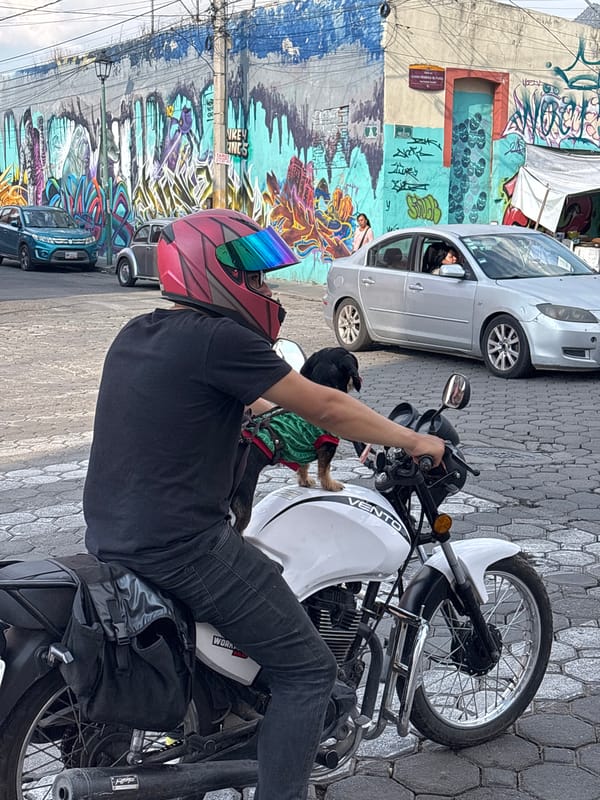 Motorcyclist with dog spotted on Puebla cobblestone street