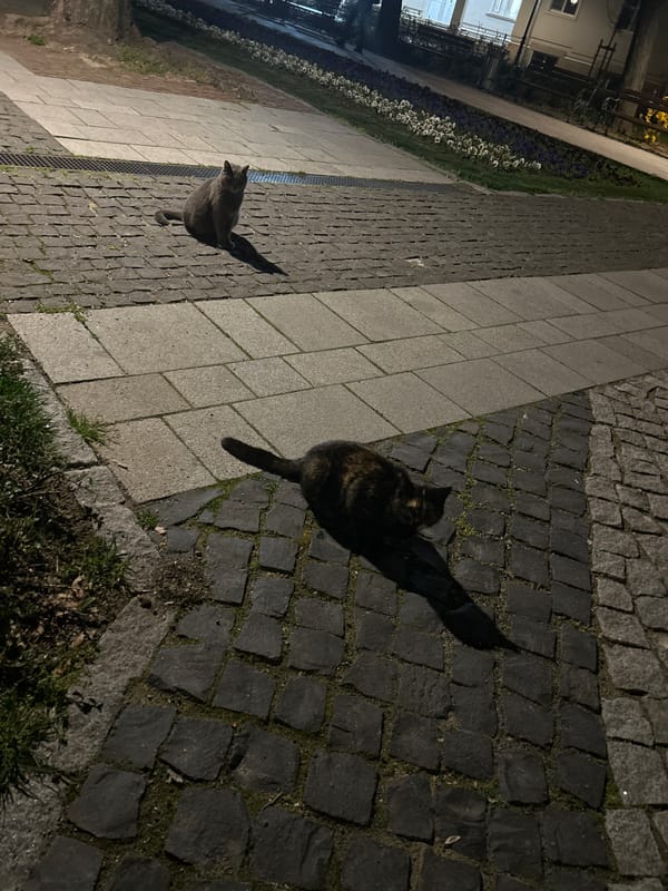 Cat and duck spotted together on Plovdiv street