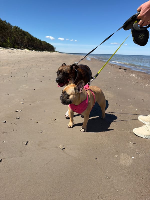 Dogs enjoy morning beach walk in Ragaciems, Latvia
