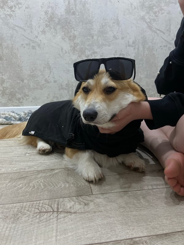 Owner dresses corgi in hoodie and sunglasses in Russia