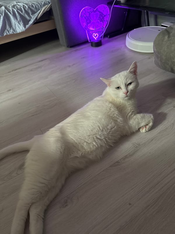 Cats and calm: a relaxed afternoon at home in Konakovo