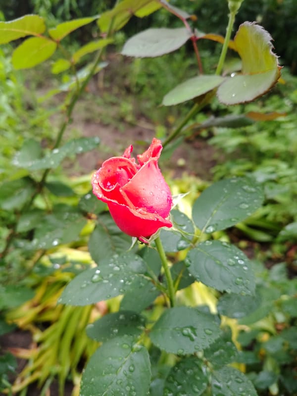 Rain-soaked garden in Pechera, Ukraine, full of blooms