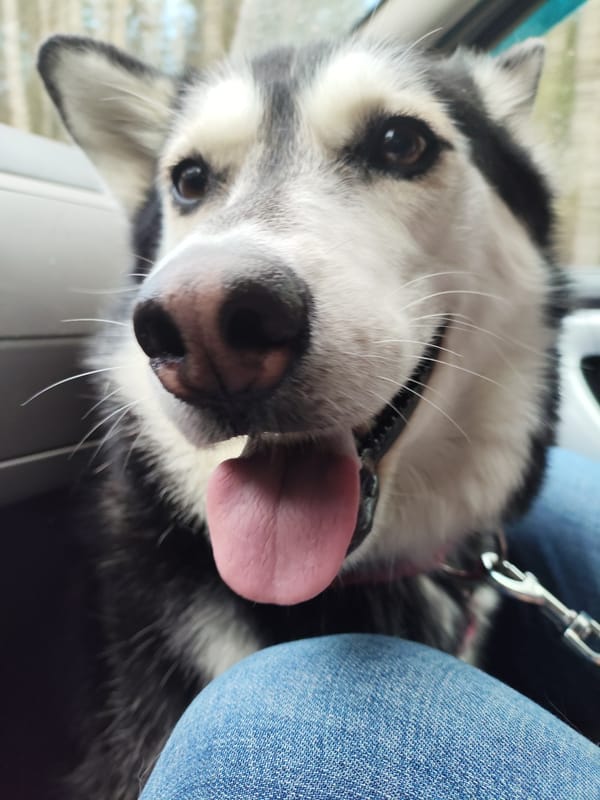 Happy Husky enjoys car ride in Garevaya, Russia