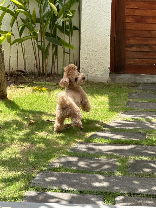 Brown poodle spotted in North Kuta residential garden