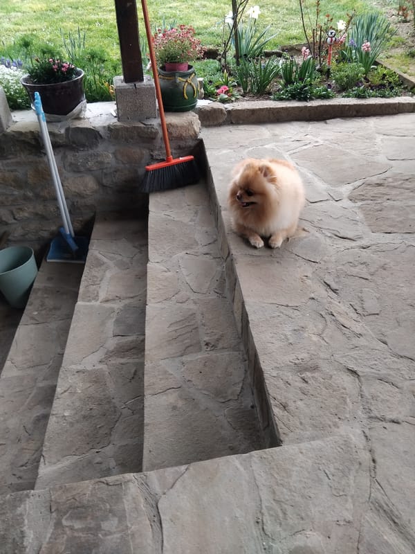 Pomeranian dog spends afternoon lounging on stone porch in Bulgaria