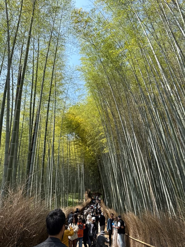 Night visitor documents Arashiyama bamboo forest in Kyoto