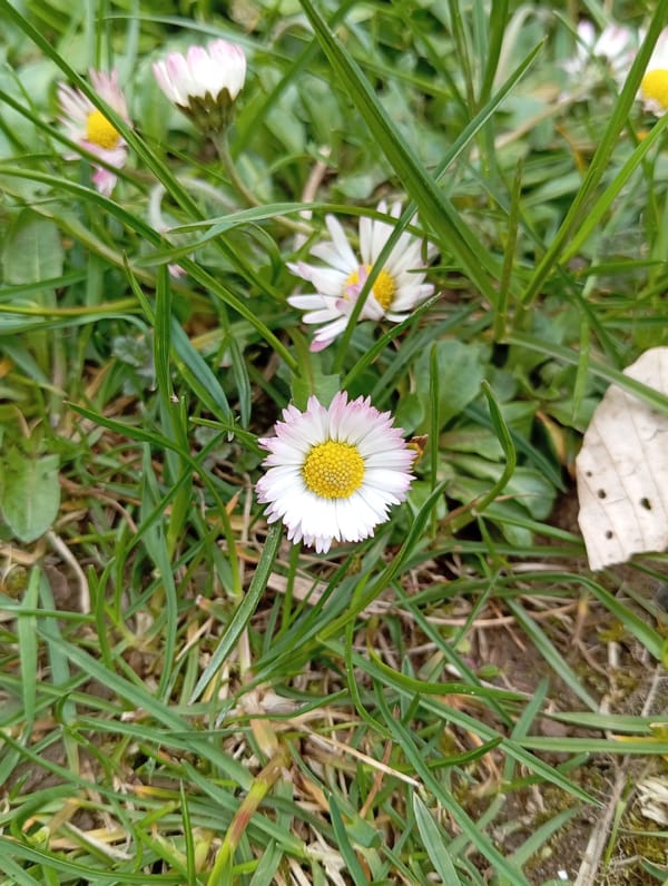 Spring wildflowers bloom across Bulgarian countryside