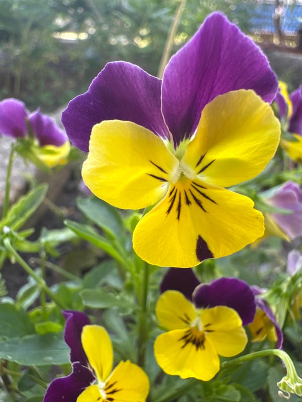 Afternoon in a Bulgarian garden, flowers and small details
