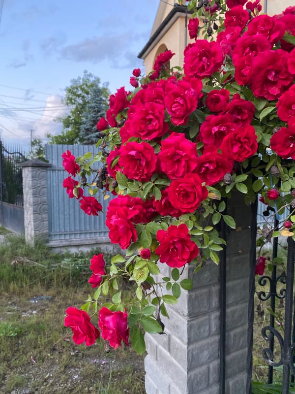Garden flowers and husky dog documented in afternoon outdoor scenes