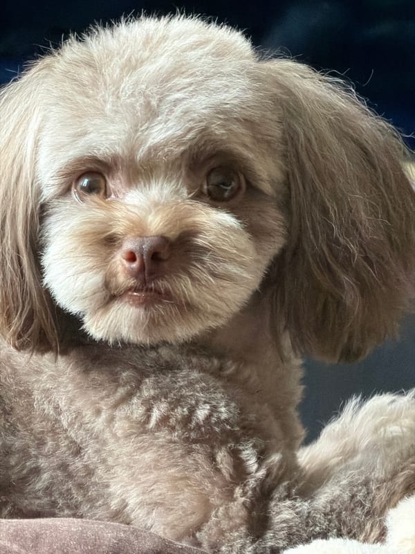 Poodle mix poses for portraits in Khimki
