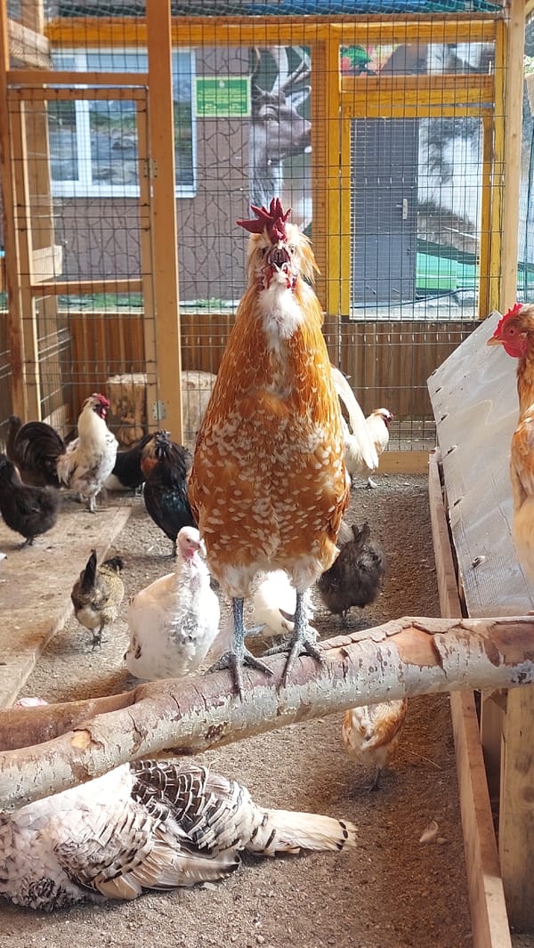 Farm birds in a coop, reindeer behind a no-feeding fence