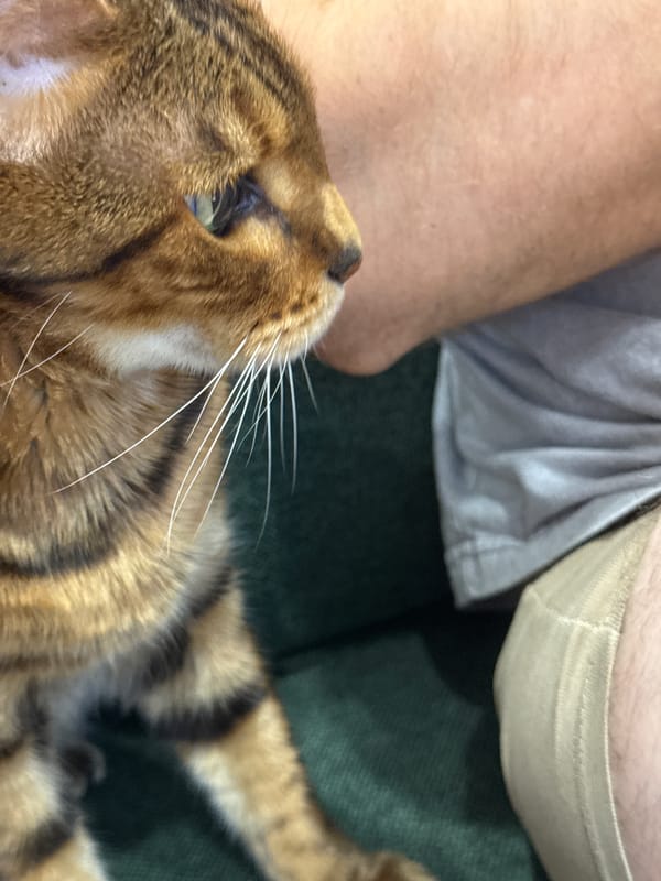 Bengal cat up close, chips included