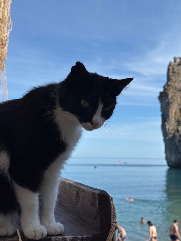 Black and white cat on a coastal railing, Simeiz