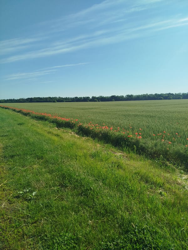 Rural Ukrainian countryside documented in peaceful morning scenes