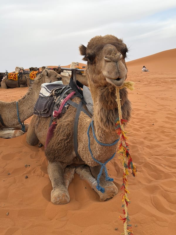 Camel caravan crosses sand dunes near Rissani, Morocco