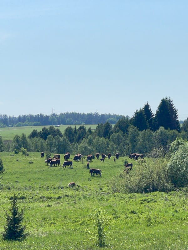Rural life documented in Perevonoye: grazing cattle, church, spring