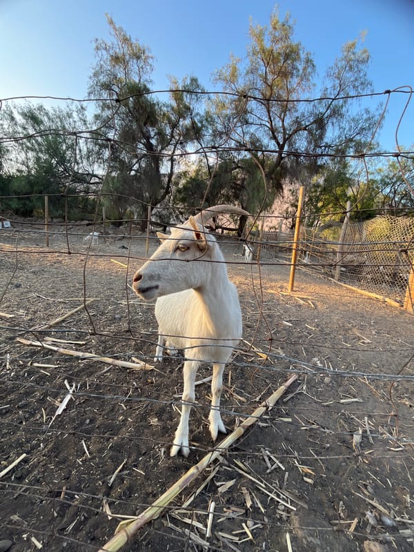 Farm animals and agriculture documented in Arica Chile
