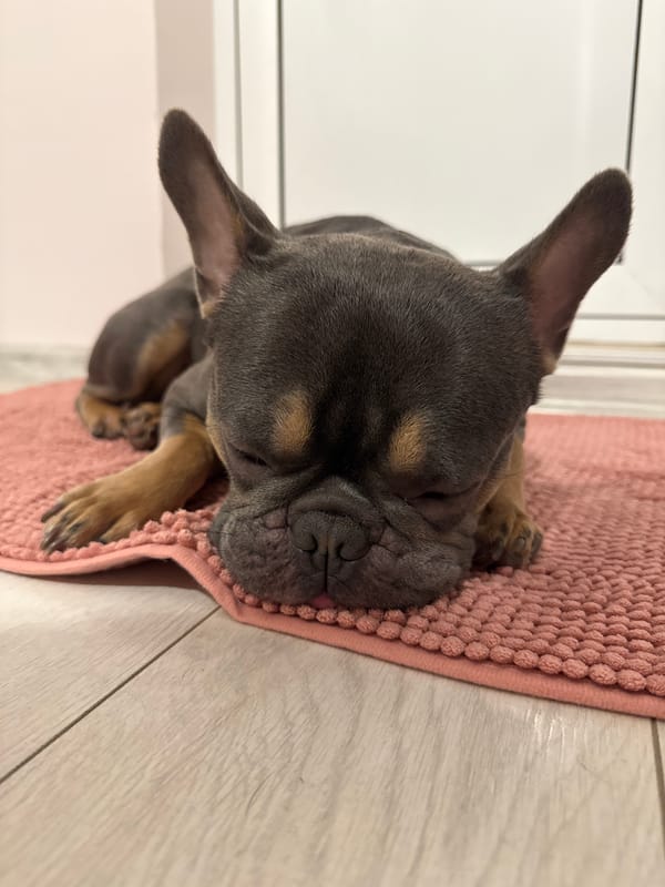 French Bulldog Puppy Sleeps on Pink Mat in Burgas