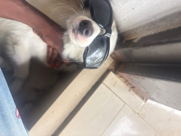 White dog spotted in multiple casual interactions in Ikot Ekpene