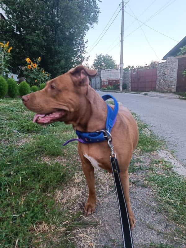 Brown pit bull hanging out on a Zaporizhzhia curb