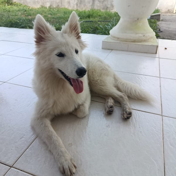White dog observed resting indoors in Los Velásquez, Venezuela