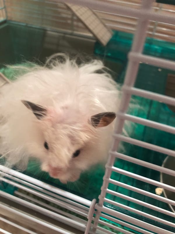 White hamster eating, exploring, and sniffing around its cage
