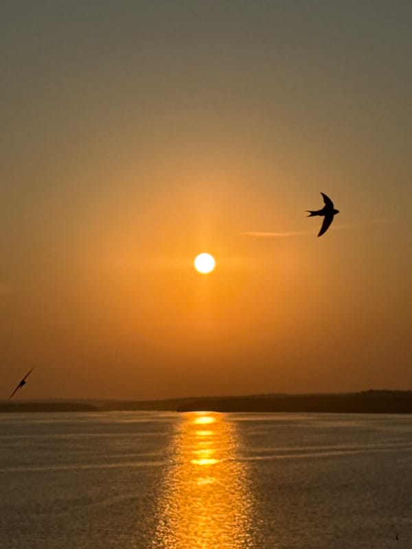 Birds in silhouette at golden sunset over Votkinsk waterway